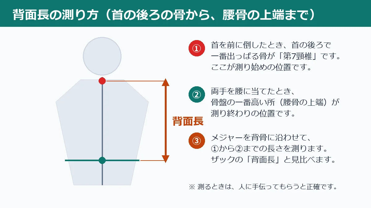 背面長の測り方の図。第7頸椎から腰骨の上端までを、背骨に沿って測る